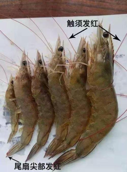 ϺӦ֢״
