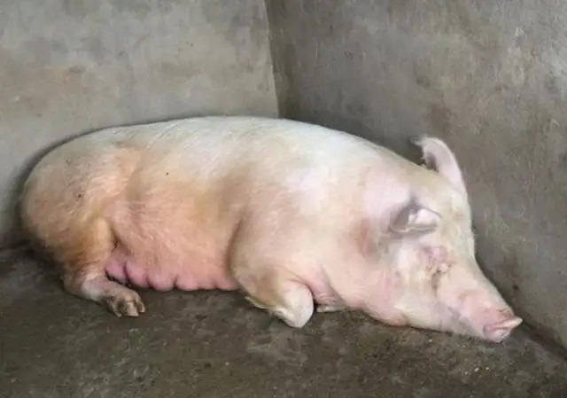 ĸȱ