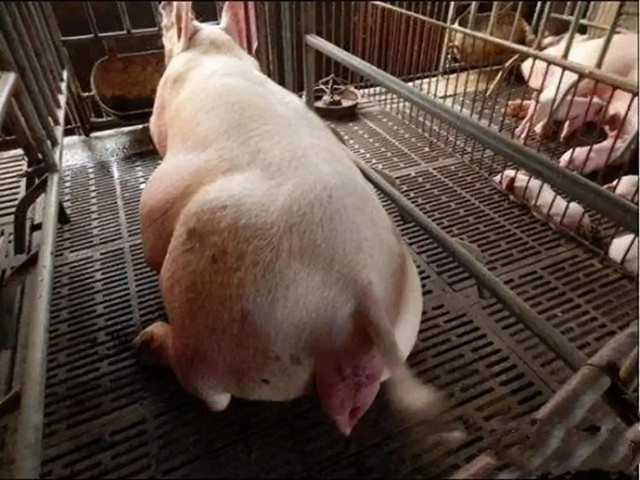 ĸ̹