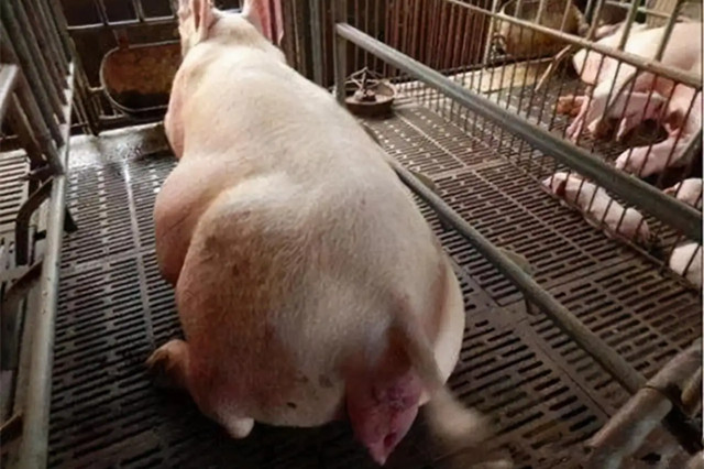 ĸ̹